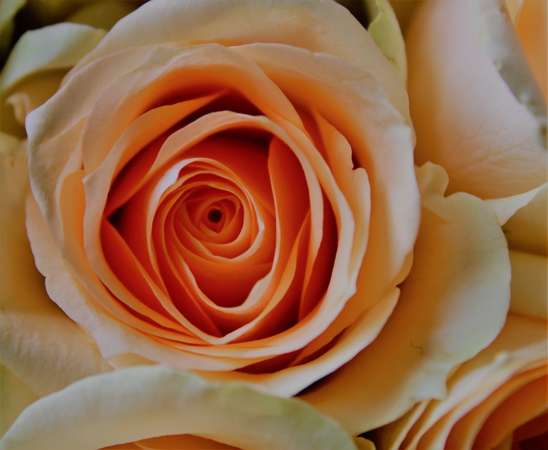 flower, garden, botany, rose, orange, flower arrangement, the roses bloom, petal, backgrounds, love, no people, passion, freshness, roze, flower head, beauty