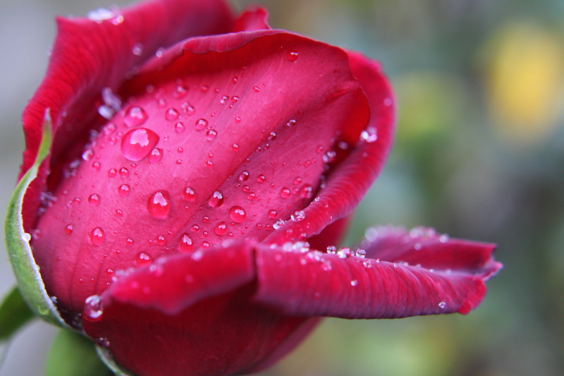 roos, red rose, flower head, outdoors, love, rain, bright, drops, wedding, marriage, romance, inflorescence, softness, raindrop, close-up, petals, vulnerability