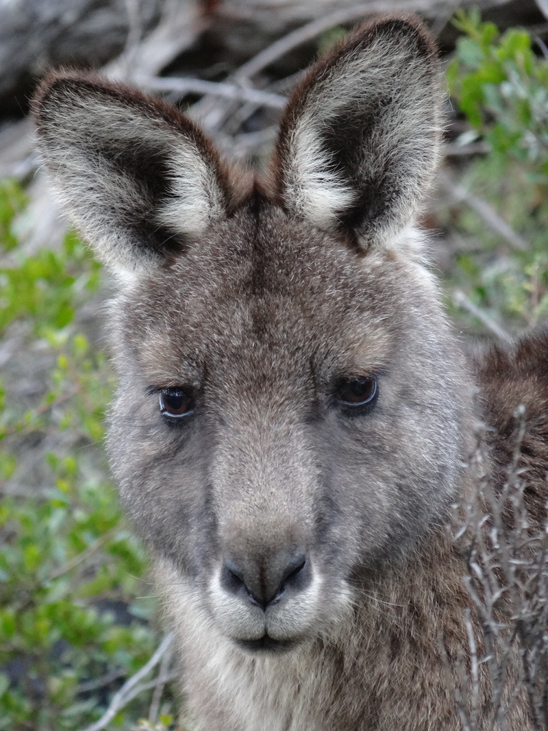 nose, 4K, mammal, wallaby, roo, nature, face, zoo, no people, kangaroo, land, young, outdoors, wildlife, animal body part, native, herbivorous, wilderness
