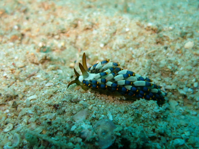vacation, nature, Diving, water, animal markings, beauty in nature, slug, aquatic, scuba diver, blue, scuba, Cuthona Kanga, animals in the wild, marine