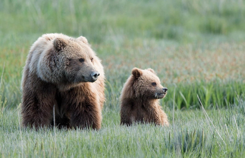 ladowe, animals, cub, misie, zwierzeta, brown, bear, bears, 1080P