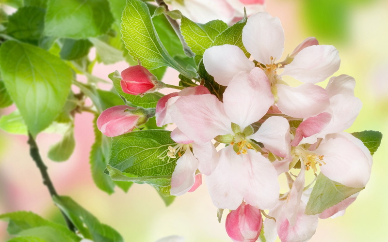 Twigs, Tree, Apple, 2K, Flowers