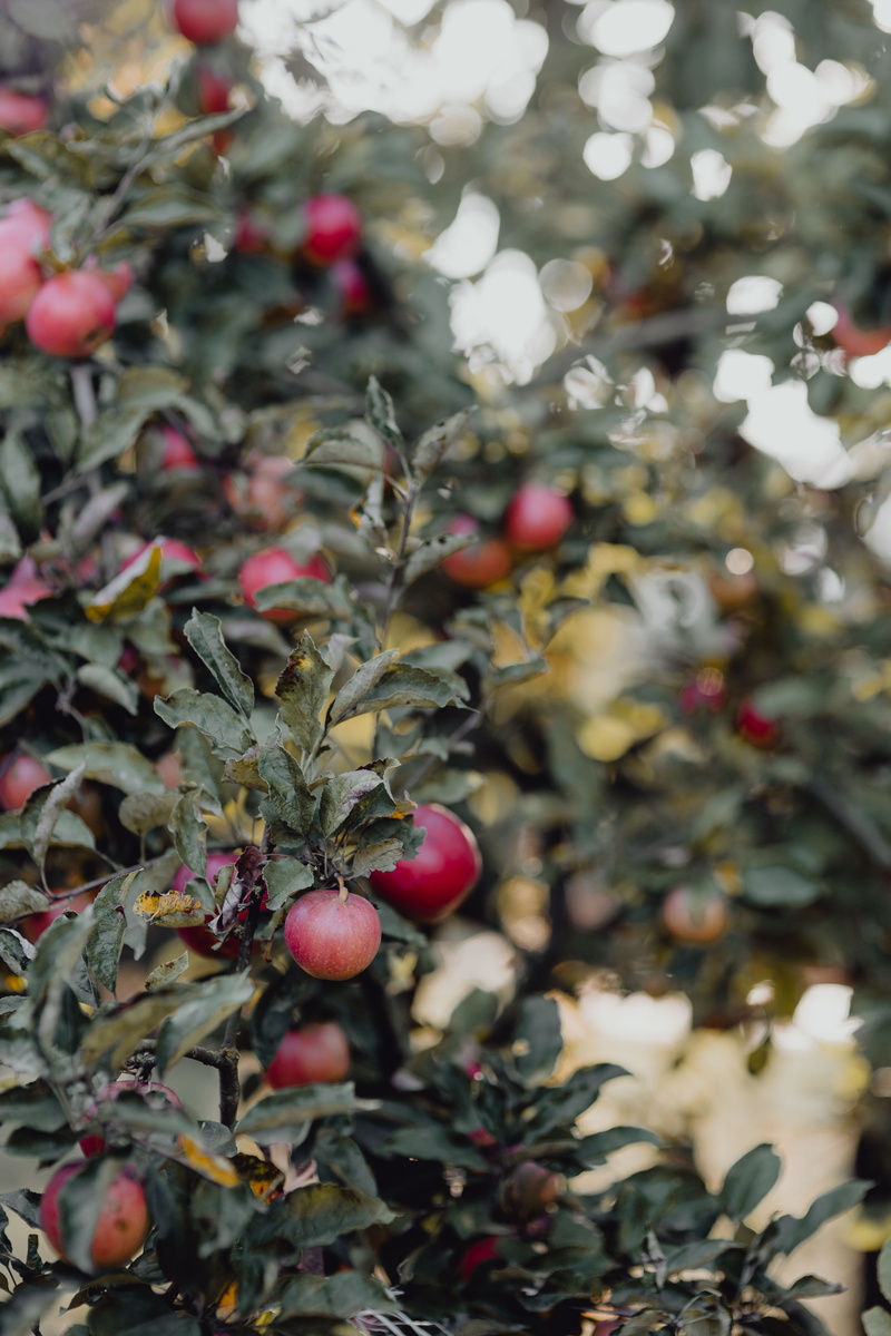 tree, freshness, rose hip, garden, apples, red apple, plant, apple tree, no people, fruit, nature, wellbeing, leaf, plant part, food, food and drink, red