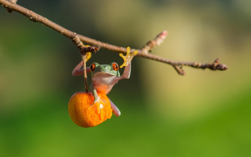 Twig, 1080P, Apple, Tree, Frog