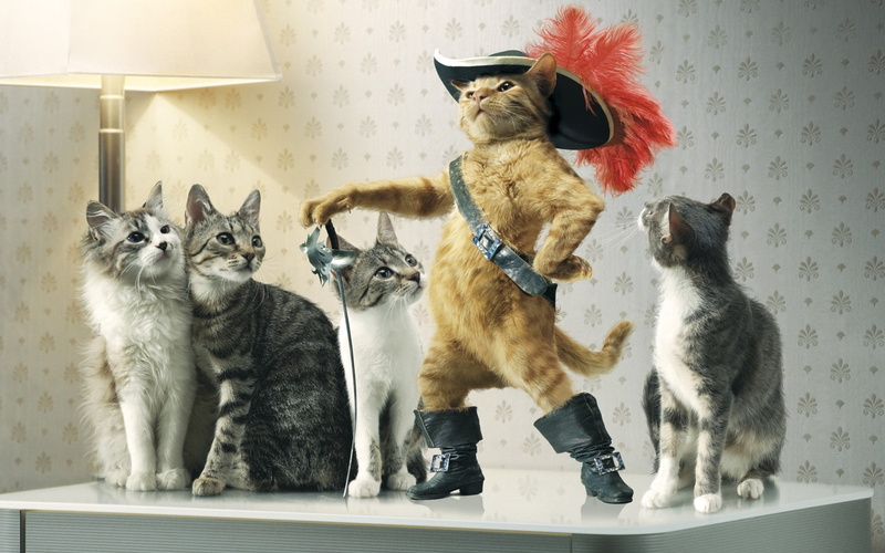 mammal, group of animals, vertebrate, mouth open, pets, boots, domestic animals, feline, animals, 1080P, animal themes, table, looking, togetherness, puss
