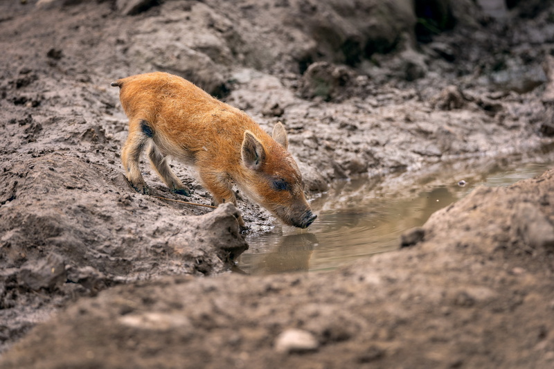 pigs, nature, baby animals, 2K
