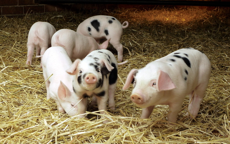 herbivorous, pets, field, 1080P, straw, farm, piglet, outdoors, brown, puppy, animal themes, land, rural Scene, domestic Animals, mammal, vertebrate, agriculture
