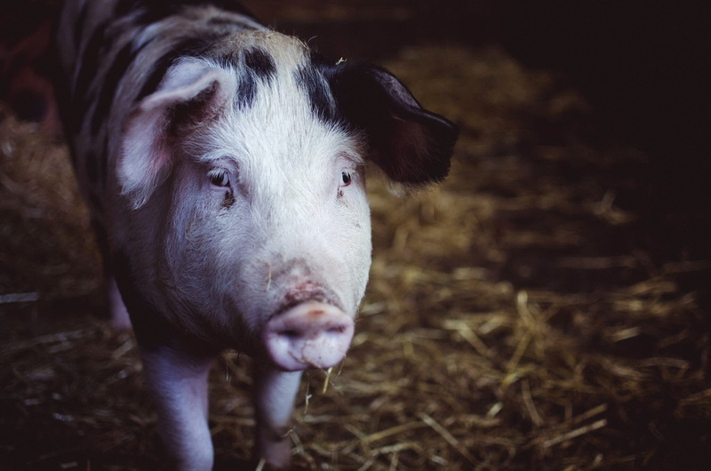 focus on foreground, no people, domestic animals, 1080P, field, pets, looking at camera, agriculture, close-up, animals, animal body part, animal themes