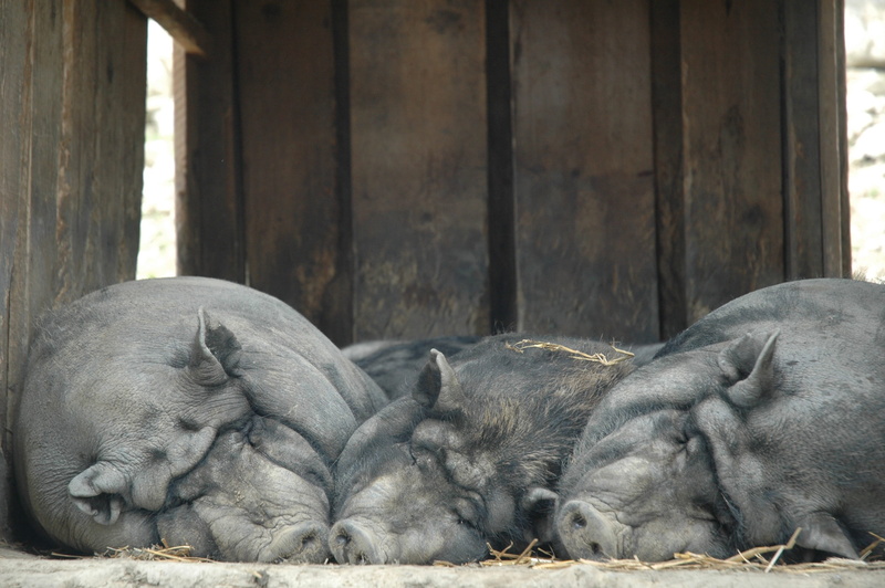 vertebrate, Lazy, alpine wildlife park, domestic pig, Alpine, Wildlife Park, mammal, lying down, outdoors, domestic animals, agriculture, piglet, young animal