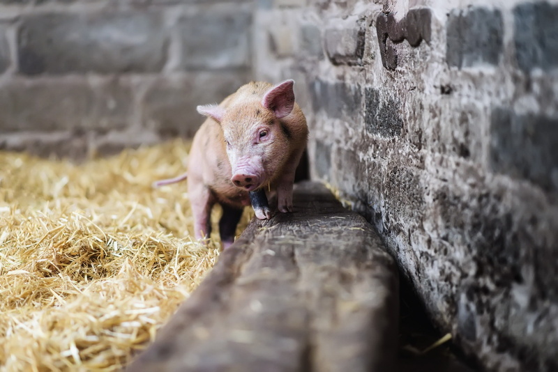 plant, pets, domestic animals, vertebrate, animal, domestic, animal wildlife, one animal, no people, animal themes, animals, day, herbivorous, hay, focus on background