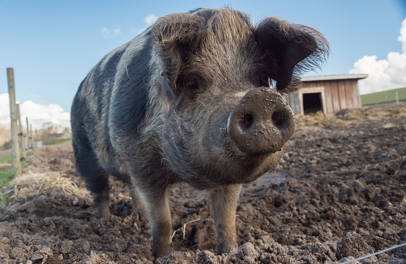no people, standing, domestic, vertebrate, field, one animal, animals, mud, animal themes, pigs, 1080P, animal, portrait, domestic animals, snout, outdoors