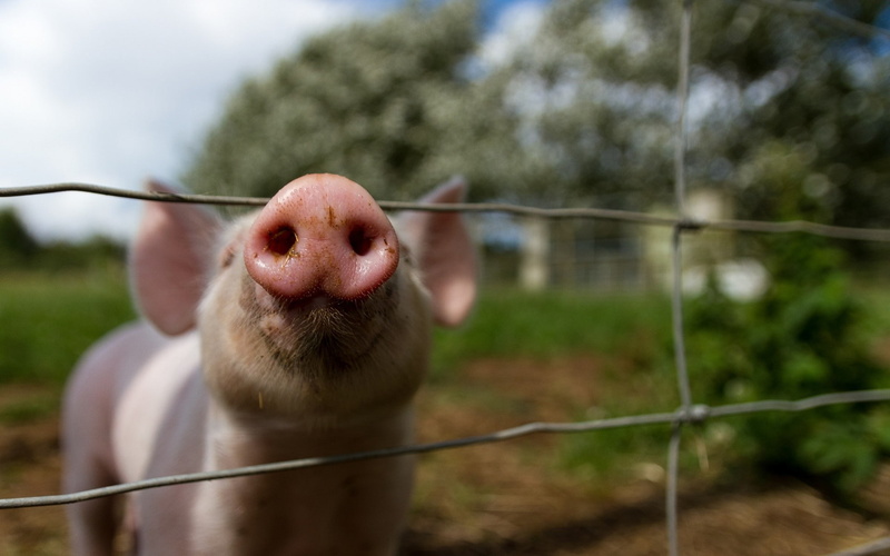 animal, 1080P, domestic, nature, domestic animals, animals, pigs, focus on foreground, day, animal themes, fence, mammal, one animal, wire, close-up, no people