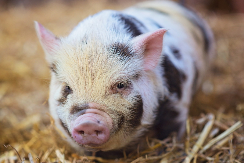 animal themes, domestic, animal body part, animals, young animal, pig, farm, 1080P, mammal, animal, animal nose, close-up, livestock, portrait, no people