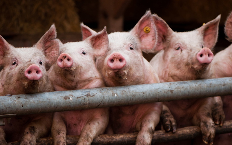 agriculture, meat, day, lot, no people, domestic Pig, animal Nose, mammal, cubs, dirt, domestic Animals, livestock, small, animal, piglet, nature, pets