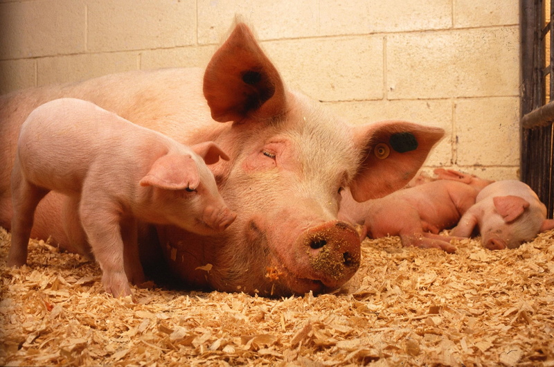livestock, group of animals, pets, pink, swine, animal themes, food, hog, young animal, snout, nature, pig, no people, farming, mammal, animals, domestic animals