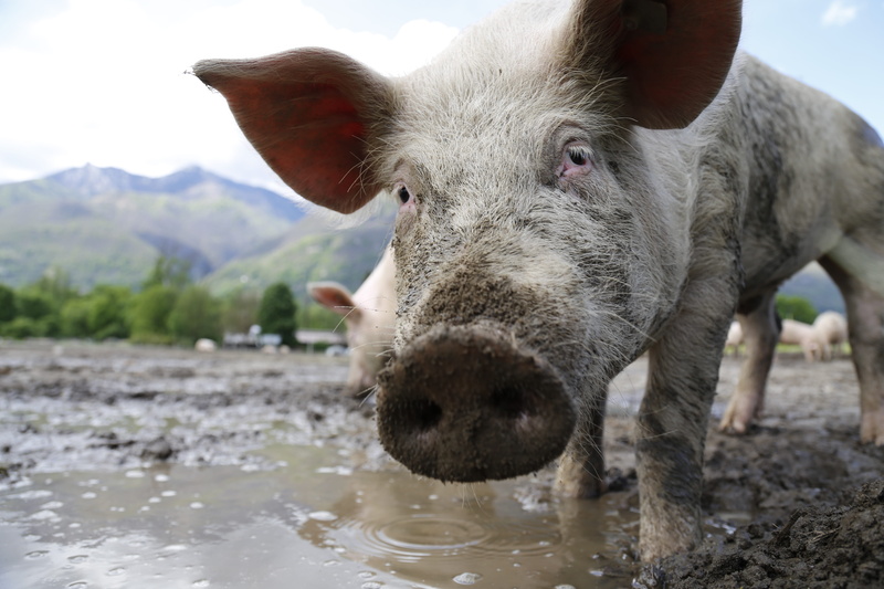 5K, pets, portrait, happy pig, animal themes, agriculture, color Image, close-up, mud, herbivorous, ticino, water, outdoors, domestic, daytime, animal nose