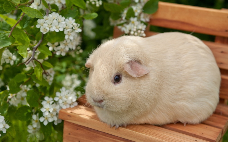 small, plant, sit, animal wildlife, fluffy, brown, flowers, fur, close-up, flowering plant, domestic Animals, nature, pets, wood - Material, sitting, grass