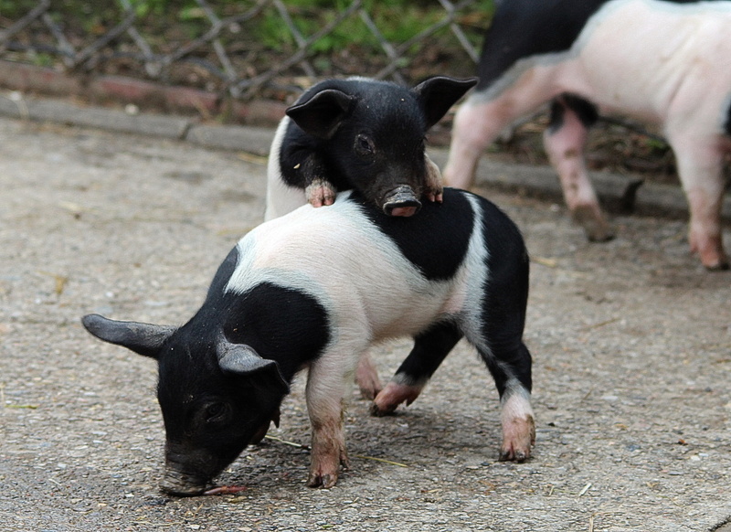 black, two animals, farm, white, two, animals, piglet, daytime, domestic, german saddle pigs, outdoors, black color, happy pig, young animal, day, piglets