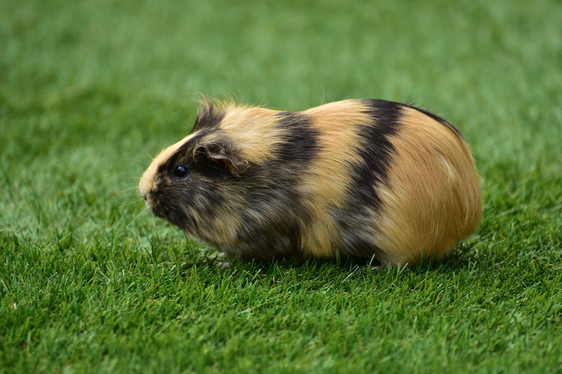 fluffy, vertebrate, guinea, fur, pig, animal, no people, one animal, whisker, plant, animals in the wild, brown, selective focus, domestic, springtime