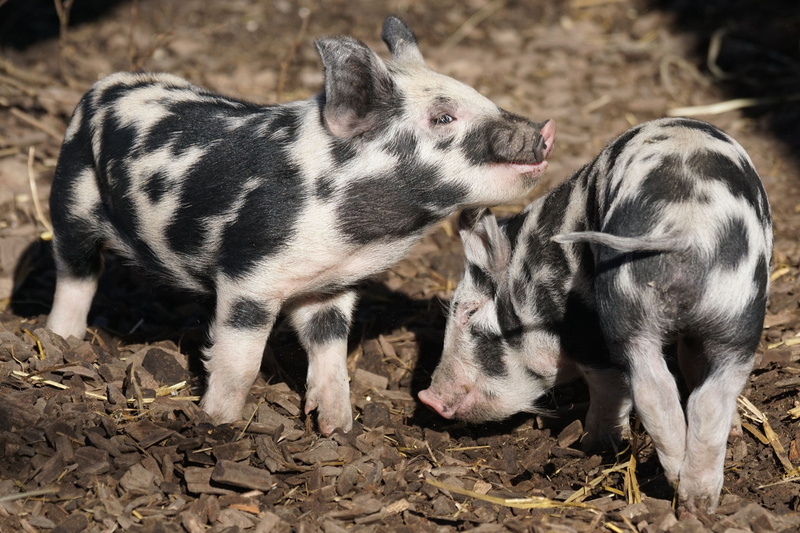 young animal, piglet, hungry, animal, robust, pets, domestic, black, two, animals, turopolje, day, animal family, sus scrofa, 5K, white, pigs, two animals