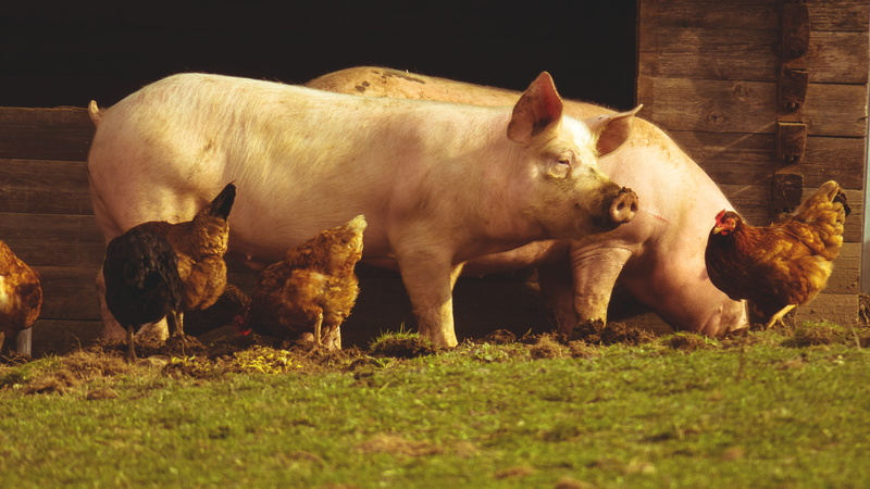 watch, pigs, chickens, pasture, vertebrate, herbivorous, pig, no people, mammal, animals, look, grass, livestock, domestic animals, animal themes, outdoors