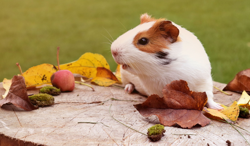 leaf, fur, autumn, nature, wildlife, plant part, animal, wood - material, no People, pets, young Animal, grass, eating, fruit, green Color, hamster, fluffy