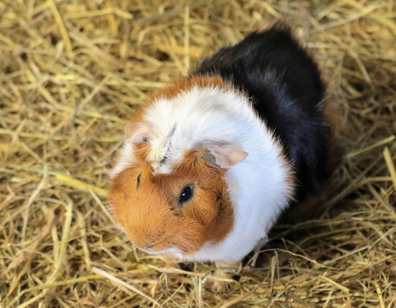animal themes, domestic, one animal, high angle view, Guinea Pig, Rodent, close-up, domestic Animals, fur, brown, land, pets, mammal, beige, relaxation