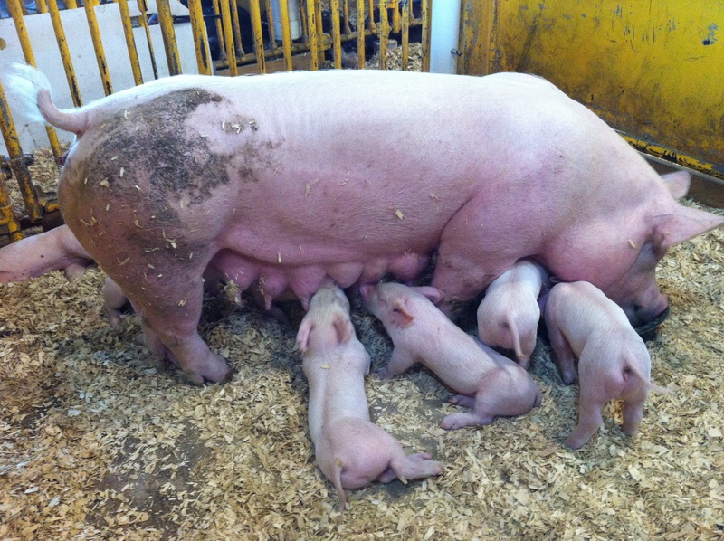 barn, animals, 2K, animal, sleeping, meat, feeding, no people, pets, pigpen, day, domestic Pig, cute, group of animals, sow, vertebrate, food, domestic