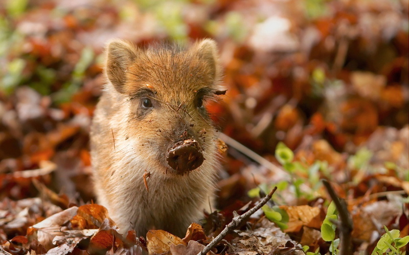 outdoors, pig, land, wildlife, color Image, rodent, mouth open, animal wildlife, forest, animal body part, young Animal, animals In The Wild, brown, plant part
