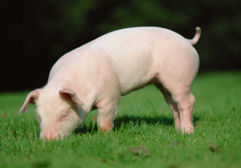 color Image, outdoors, young Animal, pigpen, livestock, farm, agriculture, animals And Pets, earth, eating, animal Nose, animal themes, pets, 5K, mammal