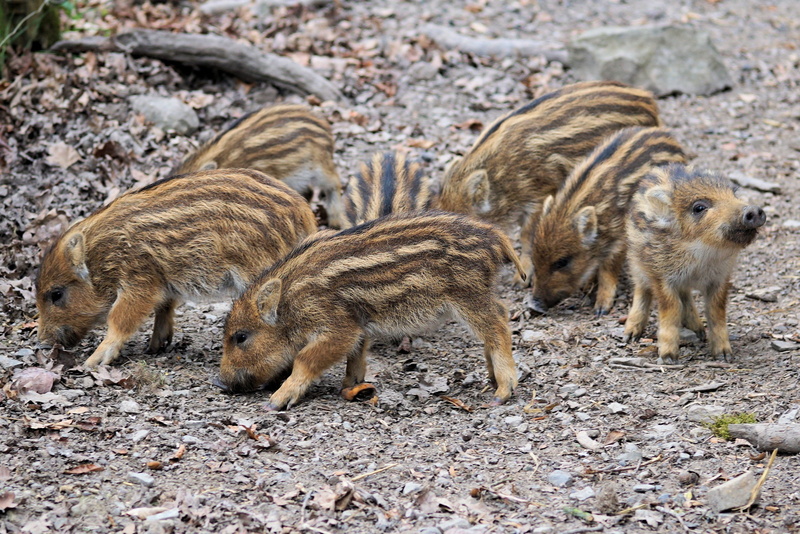 group of animals, boar, animal themes, animal, zoo, standing, environment, pig, vertebrate, piglets, young animal, fur, animals in the wild, animal wildlife