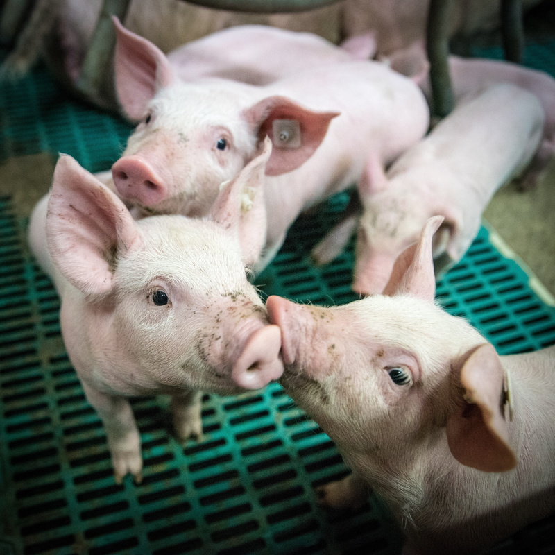 herbivorous, domestic animals, pigs, animal head, livestock, piglet, togetherness, vertebrate, hof, piglet barn, animal husbandry, domestic, high angle view