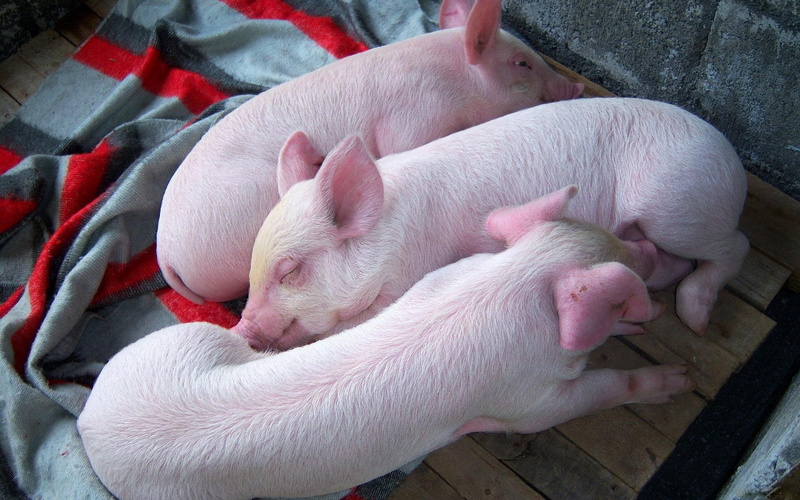 animals, piglets, piglet, 1080P, 1920x1200, pink, sleeping