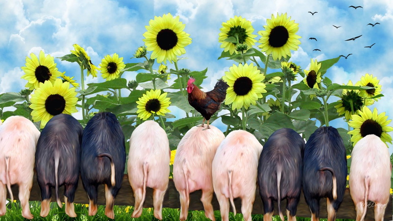 trough, farm, 1080P, firefox persona, sunflowers, piglets, animals, hogs, pigs, rooster
