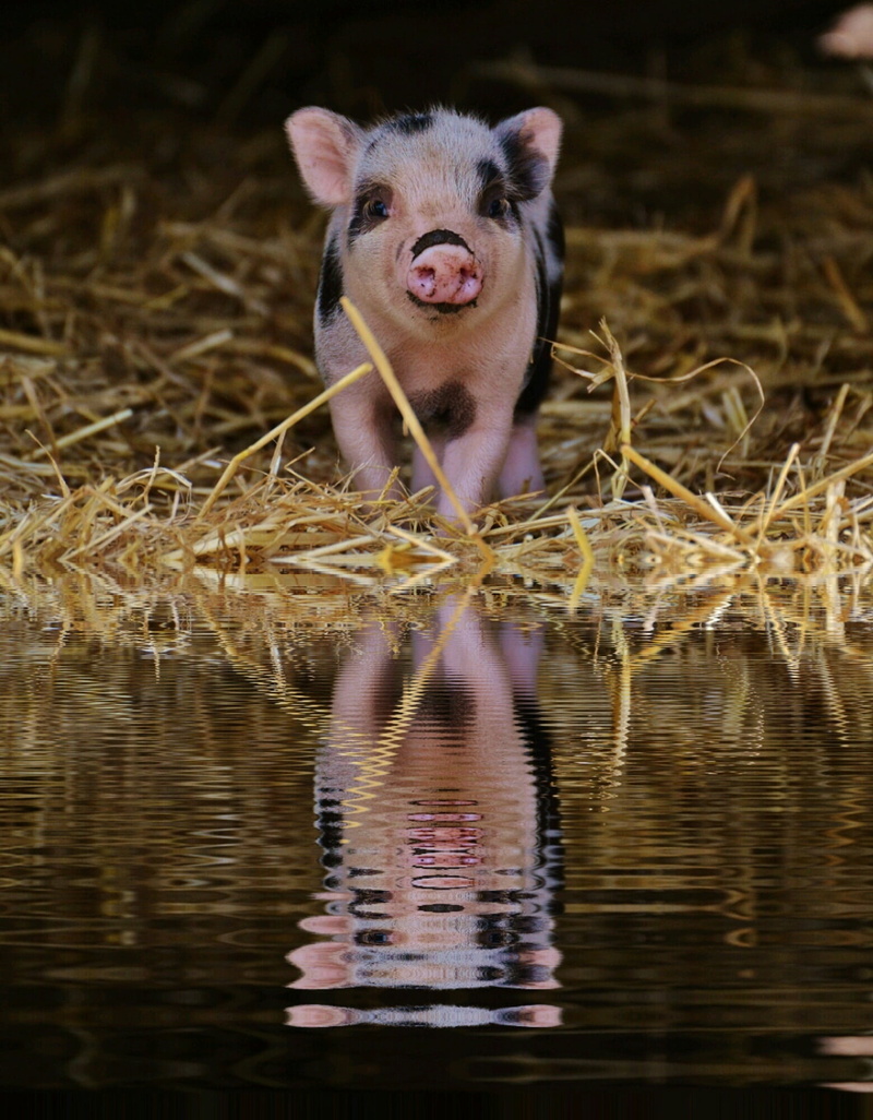 reflection, cute, vertebrate, mammal, sweet, black, portrait, mini, day, looking at camera, waterfront, one animal, 1080P, domestic, nature, wildpark poing
