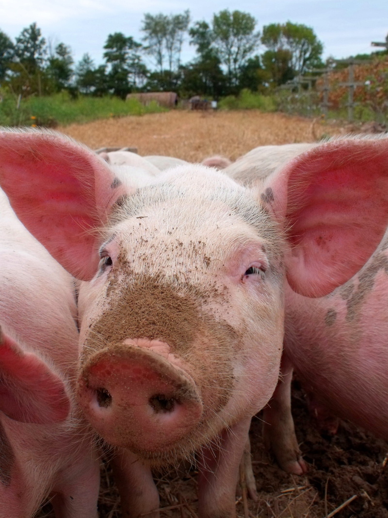 nature, no people, land, animal, vertebrate, piglets, animal themes, three, daytime, agriculture, pets, piggy, focus on foreground, farm, pink, mud, animal nose