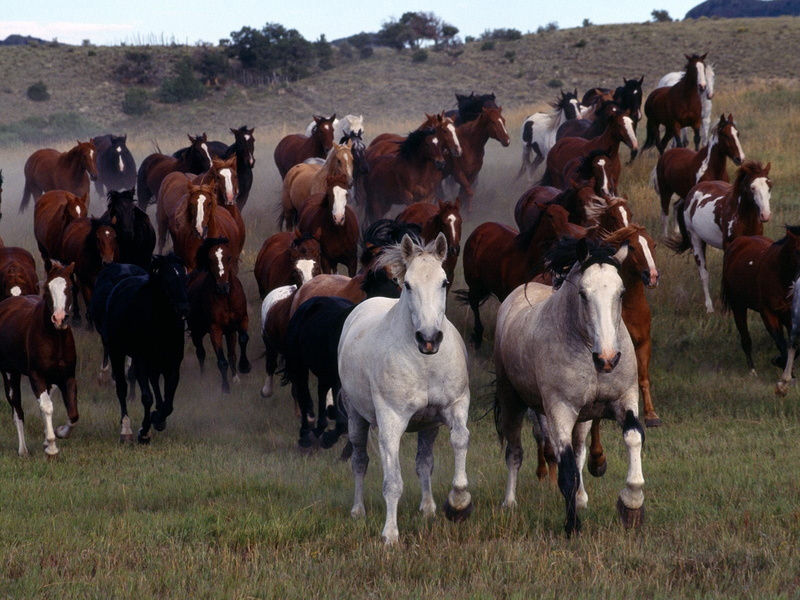coated, domestic, horse, animal wildlife, livestock, group of animals, animal themes, animals, agriculture, mammal, puppies, short, pets, domestic animals