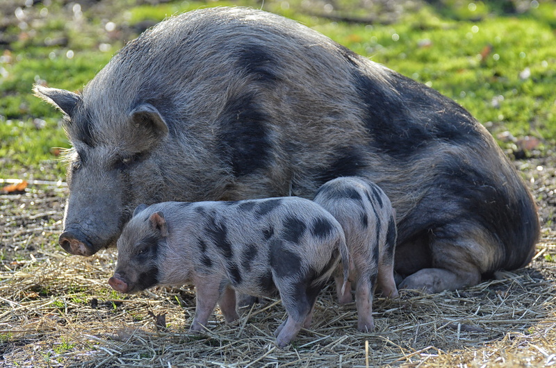 animal family, small pigs, togetherness, mama, focus on foreground, herbivorous, day, livestock, wildpark poing, two animals, funny, no people, animal wildlife