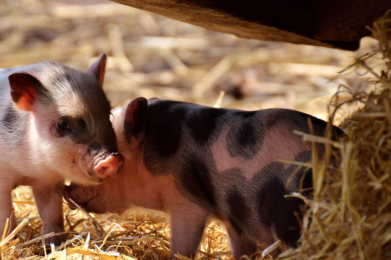 cute, no people, baby, pets, animal themes, sweet, domestic animals, mammal, young animal, animal family, wildpark poing, farm, group of animals, young animals