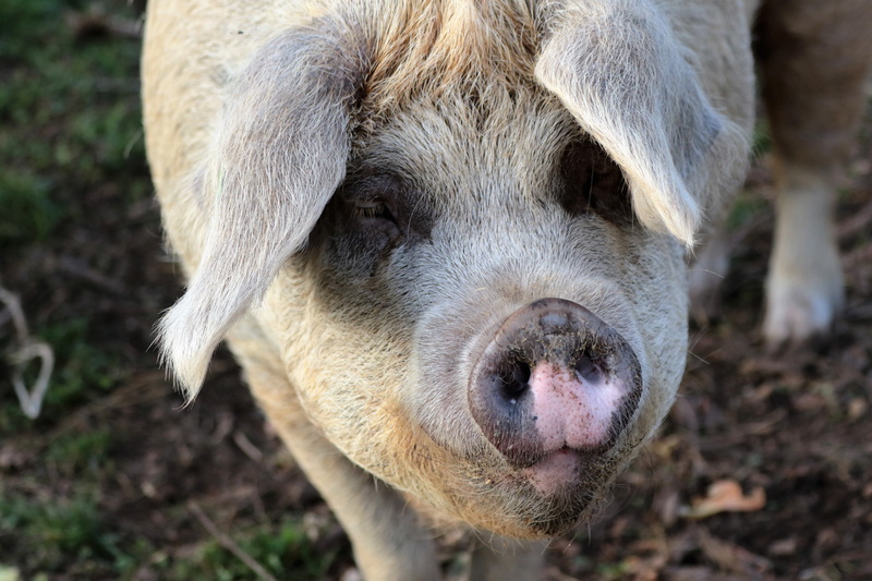 domestic Animals, looking at camera, nature, animal head, no people, Pork, cute, pets, pink, brown, animals And Pets, pig, Agriculture, livestock, outdoors