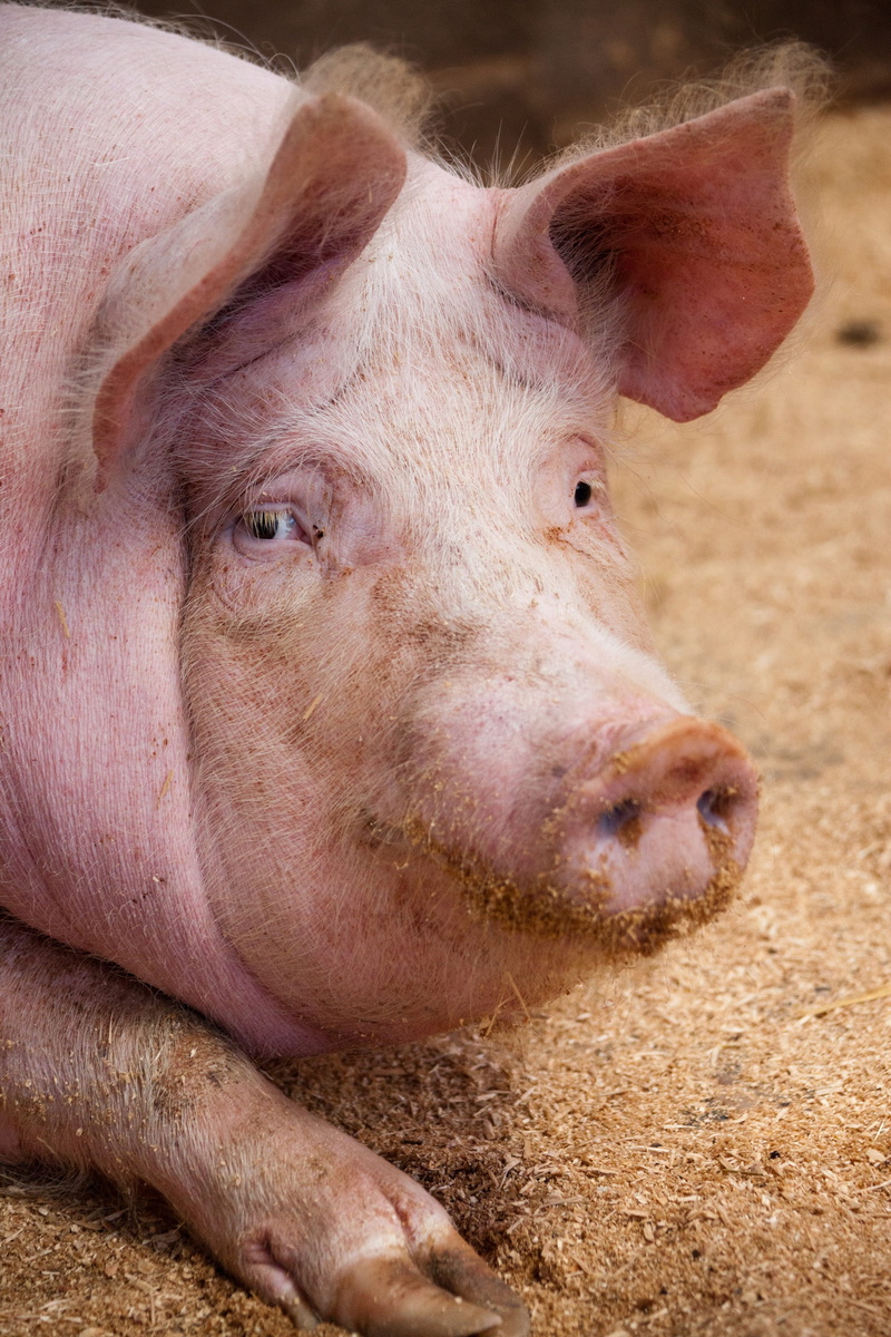 ear, looking at camera, domestic, pork, young animal, open eyes, hairy, nose, head, swine, pig, piggy, snout, one animal, mammal, domestic animals, agriculture
