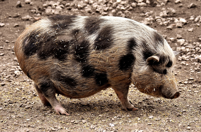 herbivorous, domestic animals, mammal, wildpark poing, piglet, standing, 5K, gray, miniature pig, pig, pets, livestock, land, wild boar, animal wildlife