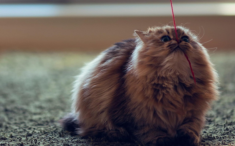 animals, kitten, sweet, play, christmas, 1080P, cute, funny, animal