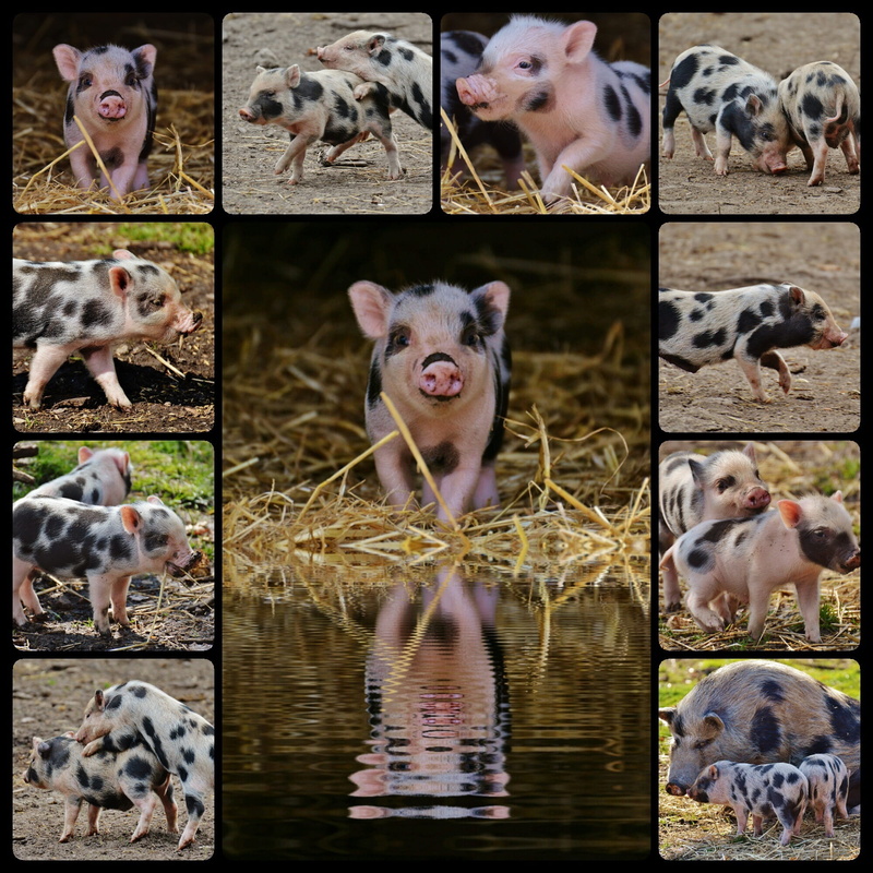 cute, mammal, transfer print, domestic, looking at camera, animal themes, mini, animal, dog, black, mouth, medium group of animals, composite image, piglet