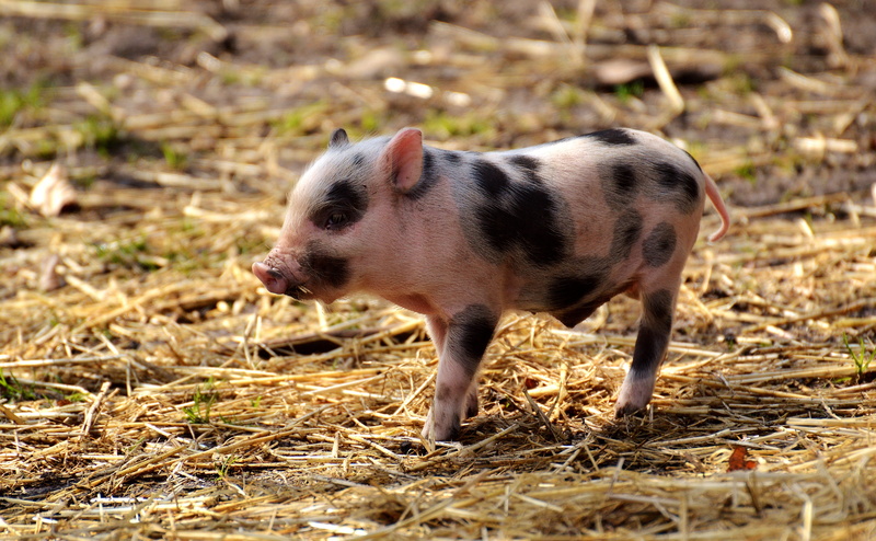 cute, piglet, baby, animal, small pigs, animal themes, walking, profile view, mammal, sweet, pig, focus, standing, black, young animals, small, beige, day