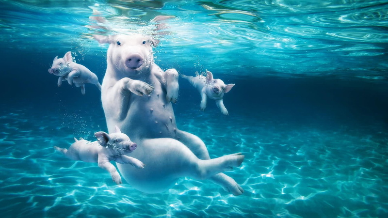 1080P, pig, water, young, dive