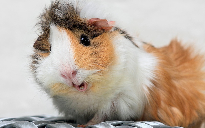 domestic Animals, domestic, red, spotted, furry, animal head, animal themes, animal wildlife, young Animal, white, guinea Pig, animal body part, animal