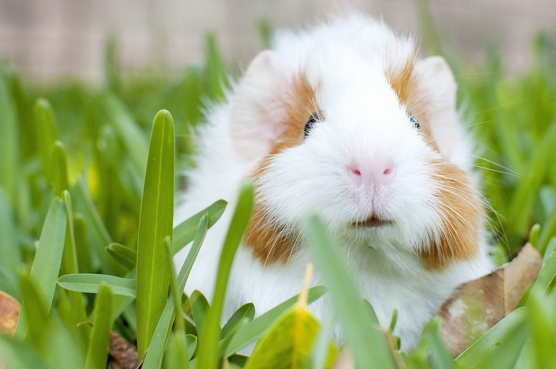 grass, pig, rodent, guinea pig, brown, white, guinea, 1080P