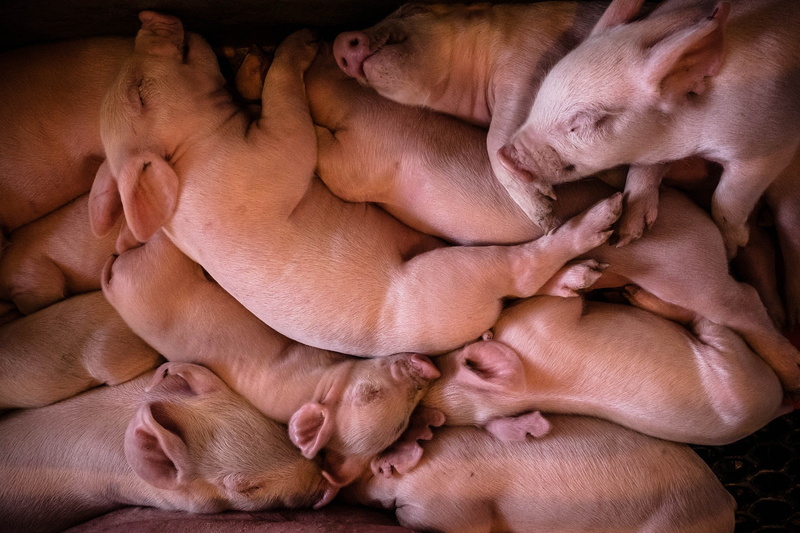 pigs, animals, 1080P
