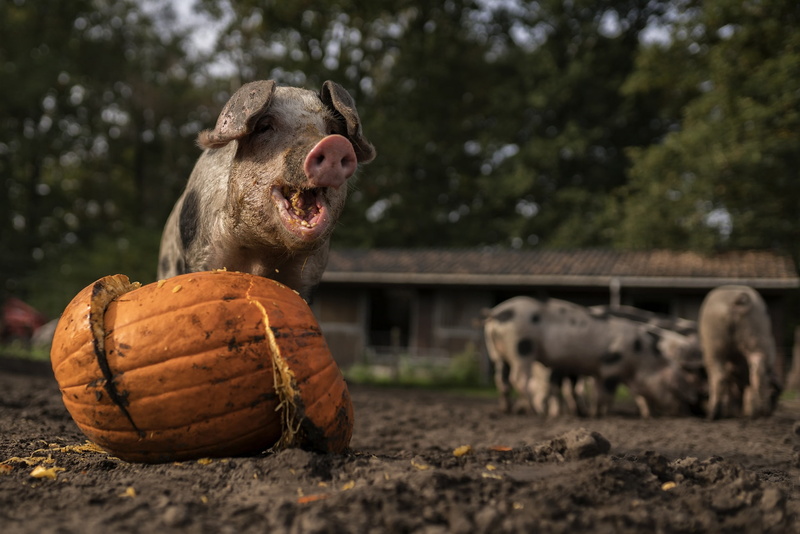 1080P, pumpkin, animals, pigs